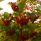 Wild Berries