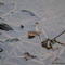 Northern Water Snake