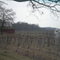 Vineyard and barn