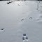 Hopping on frozen Grass Lake