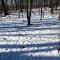 A lot of deer footprints in the woods of Kinney Waterfowl Protection Area