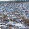 The open field in Kinney Waterfowl Protection Area