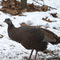 Turkey 6