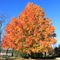 Bright Orange Fall Foliage, Waterloo Farm Museum, 9998 Waterloo Munith Rd, Waterloo Township, Michigan