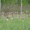 Always birds on that (a marsh in Chelsea, MI)