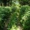 Forest Path
