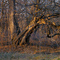 Gnarly Old Tree, Rice Creek North Regional Trail, Shoreview, Minnesota