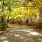 Fall Colors in the Park