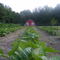 Growing Garden