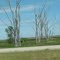 Trees past Tappen