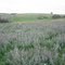Patch of leadplant at Sullys Hill WPA