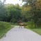 Elk in Road