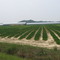 Peanut Farming in Coastal NC