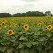 Sunflower Land