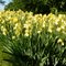 Yellow irises along a country highway