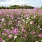 A Field of Cosmos