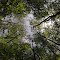 Looking up at Mayo River State Park