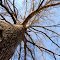 Bare Tree