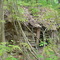 Ramshackle cabin along trail