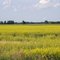 Pretty Field
