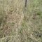 Pg 22  cow escape fence
