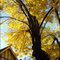 Otoño en Buenos Aires (Agronomía, Barrio Rawson)