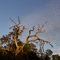 dead tree, Withlacoochee State Forest (11-27-2010)