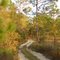 trail blazing the forest, Withlacoochee State Forest (11-27-2010)