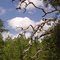 reaching out, dead oak branches, Withlacoochee SF (5-2011)