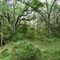 panoramic of fissure cave, Withlacoochee SF (5-30-2011)
