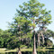 Cypress trees, Floral City, Florida (1996)