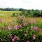 Fertile Field