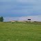 2012_05-12_North Yukon Oklahoma_P1030367_Donkey on a Hill
