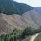 Beals Creek clearcut