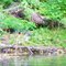 Baby foxes on the Rogue River