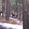 Elk at Johnson Road
