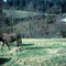 grazing donkey, Yankton, Oregon