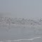 Snipe Flock
