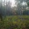 Forest Hilltop