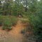 Whitetail Deer, Bald Eagle State Forest