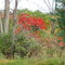 Fall Leaves in Chambersburg, PA
