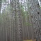 Allegheny Front Trail pine plantation