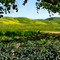Fairfield