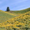 Balsamroot Golden Hills