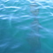 3,000-year-old submerged tree in icy water of Clear Lake