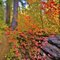 Fall Color On Clear Lake Trail