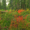 Fall on Fish Lake Creek (dry) with One of the Mckenzie River Trail Bridges in the Background