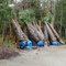 sabal palms stacked together awaiting purchase and planting, Pender Pines Garden Center, 11-12-09