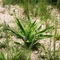 FLOWER NEAR THE CROSS