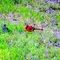 i think mockingbird and cardinal standoff
